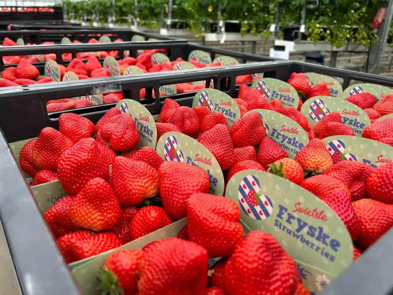 Aardbeien Fryske