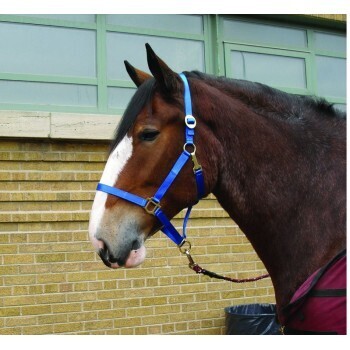 CAVALIER DRAFT HALTER, TONGUE BUCKLE