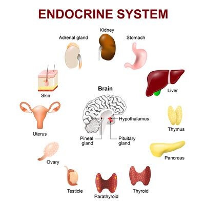 Endocrine / Metabolism Support