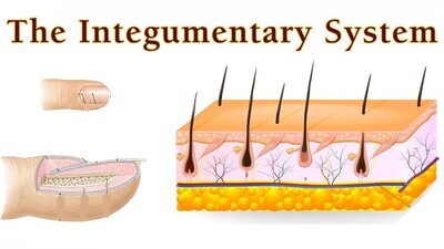 Integumentary (Hair, Nails & Skin)
