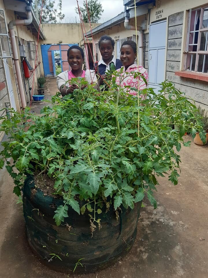 100H MEDIUM Garden Towers