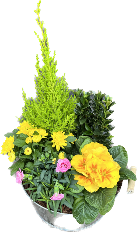 Coupe de plantes