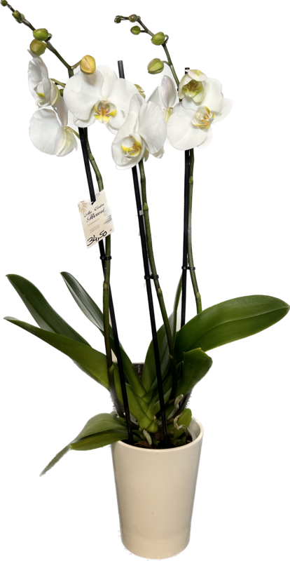 Orchidée
