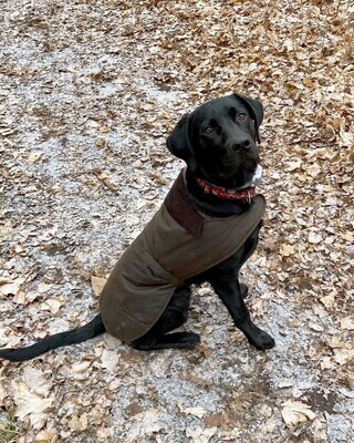 Dog Accessories