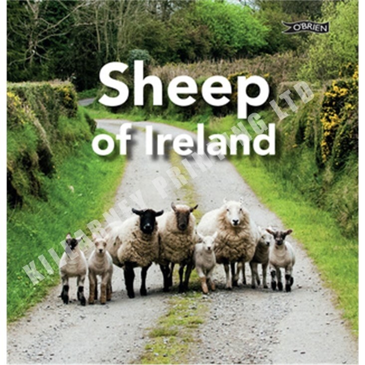 Sheep of Ireland