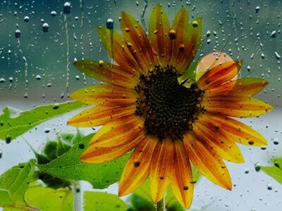 A Rainy Days Flower