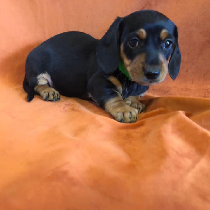 Finley