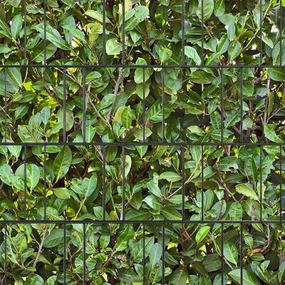 Fotodruck beidseitig Kirschlorbeer
