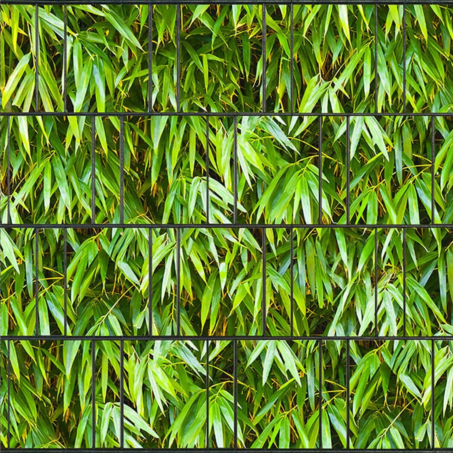 Fotodruck beidseitig Bambus