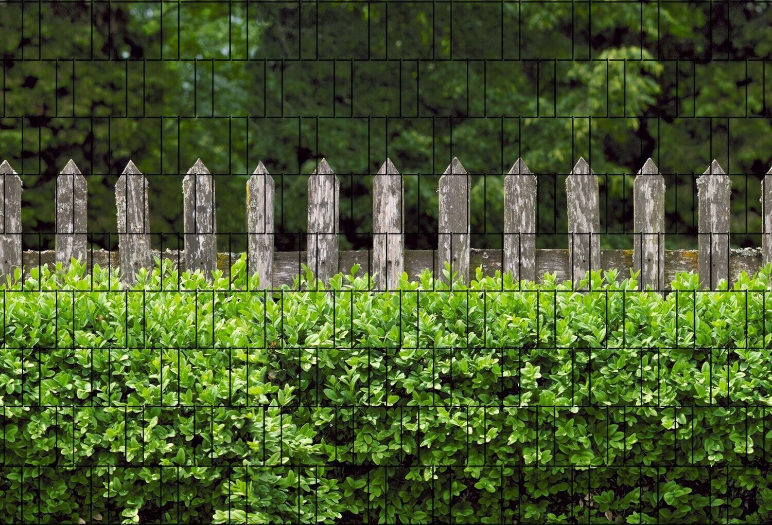 Ganze Motive einseitig Holzzaun und Buxus
