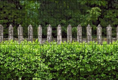 Ganze Motive einseitig Holzzaun und Buxus