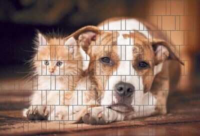 Ganze Motive einseitig Hund und Katze