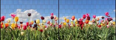 Ganze Motive einseitig XL Tulpen