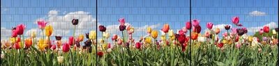 Ganze Motive einseitig XXL Tulpen