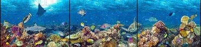 Ganze Motive einseitig XXL Fische
