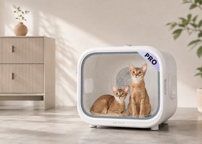 Toilettage à domicile