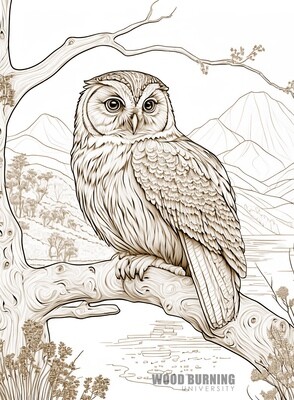 Owl Owl