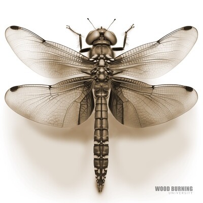 Dragonfly Dragonfly