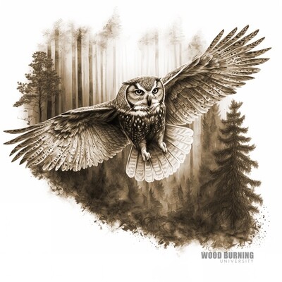 Owl Owl