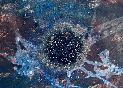 Malva Seaurchin 