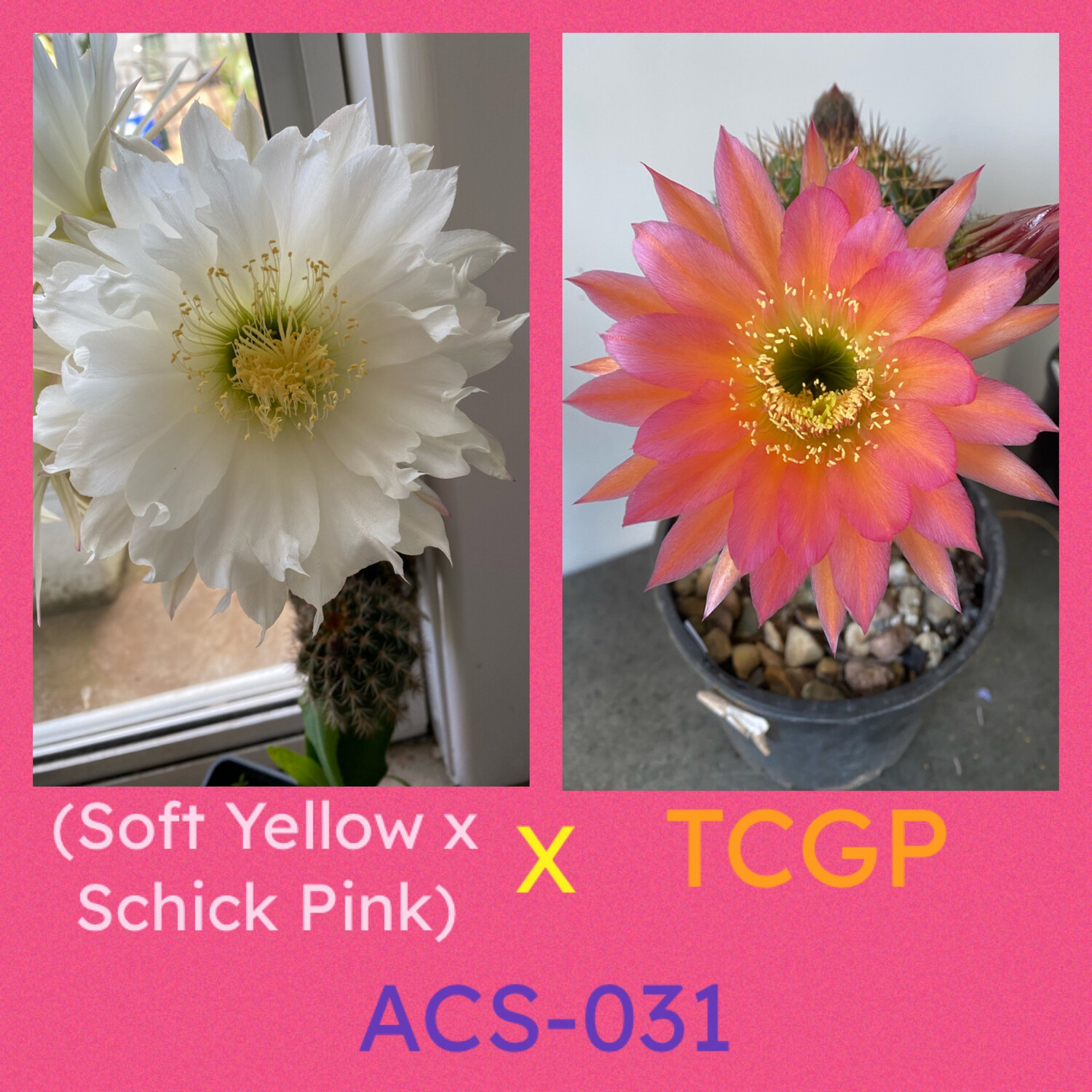 ACS-031: (Soft Yellow x Schick Pink) x TCGP