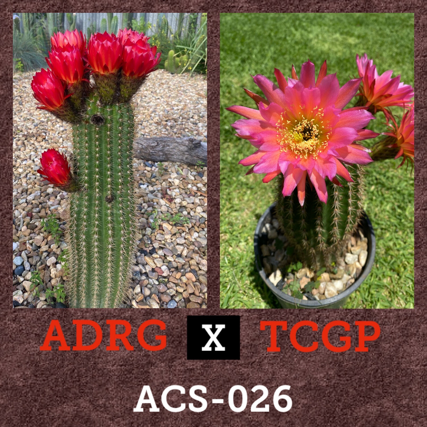 ACS-026: ADRG x TCGP