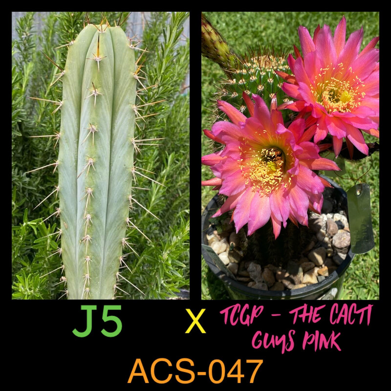 ACS-047: J5 x TCGP