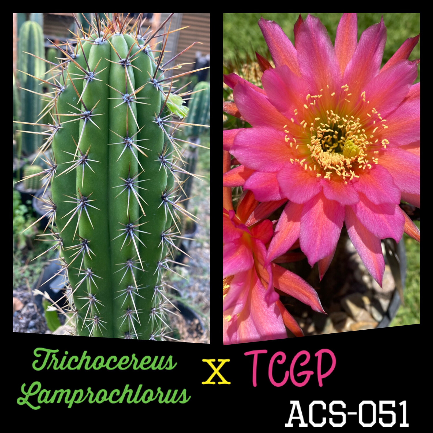 ACS-051: T. Lamprochlorus x TCGP