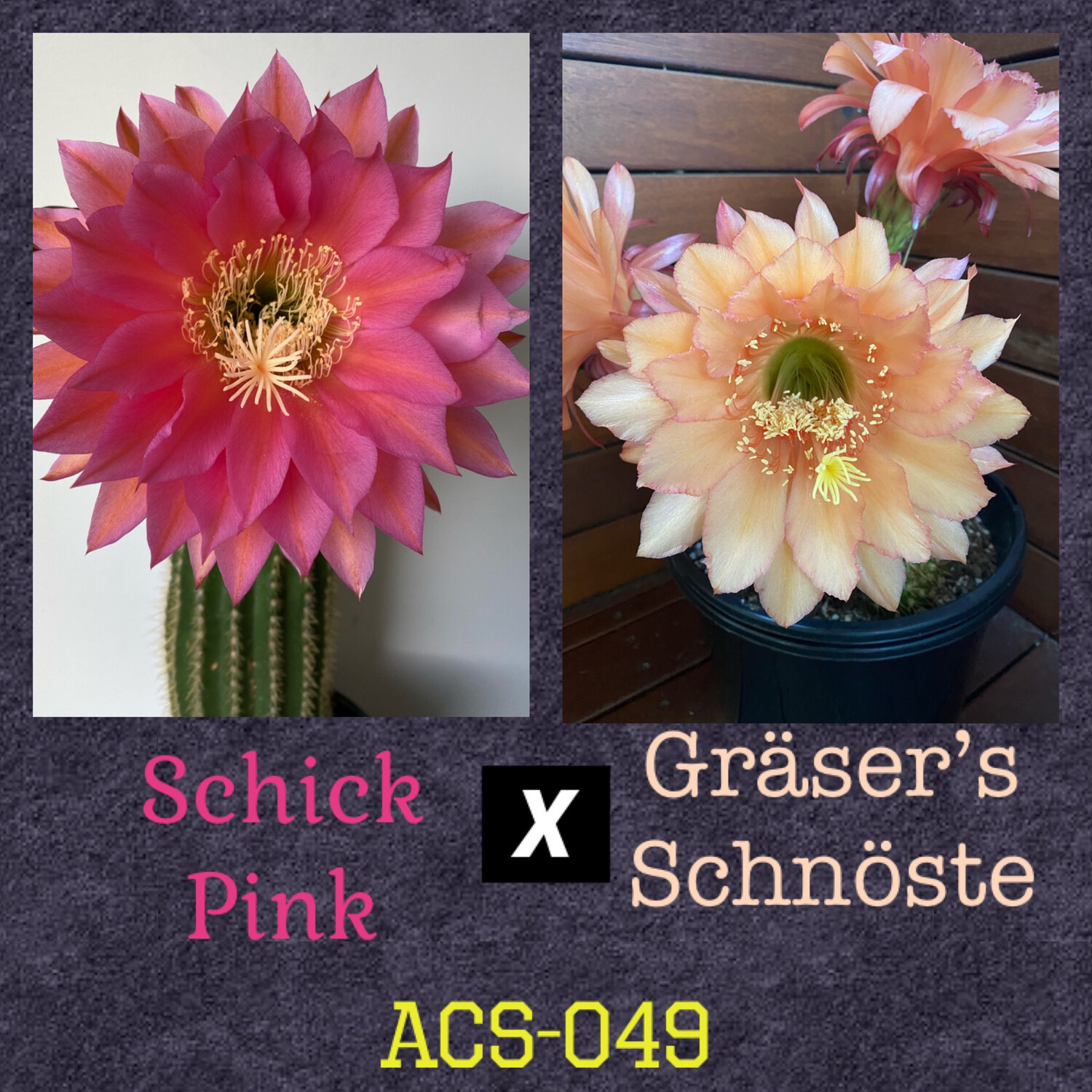 ACS-049: Schick Pink x Gräser’s Schönste