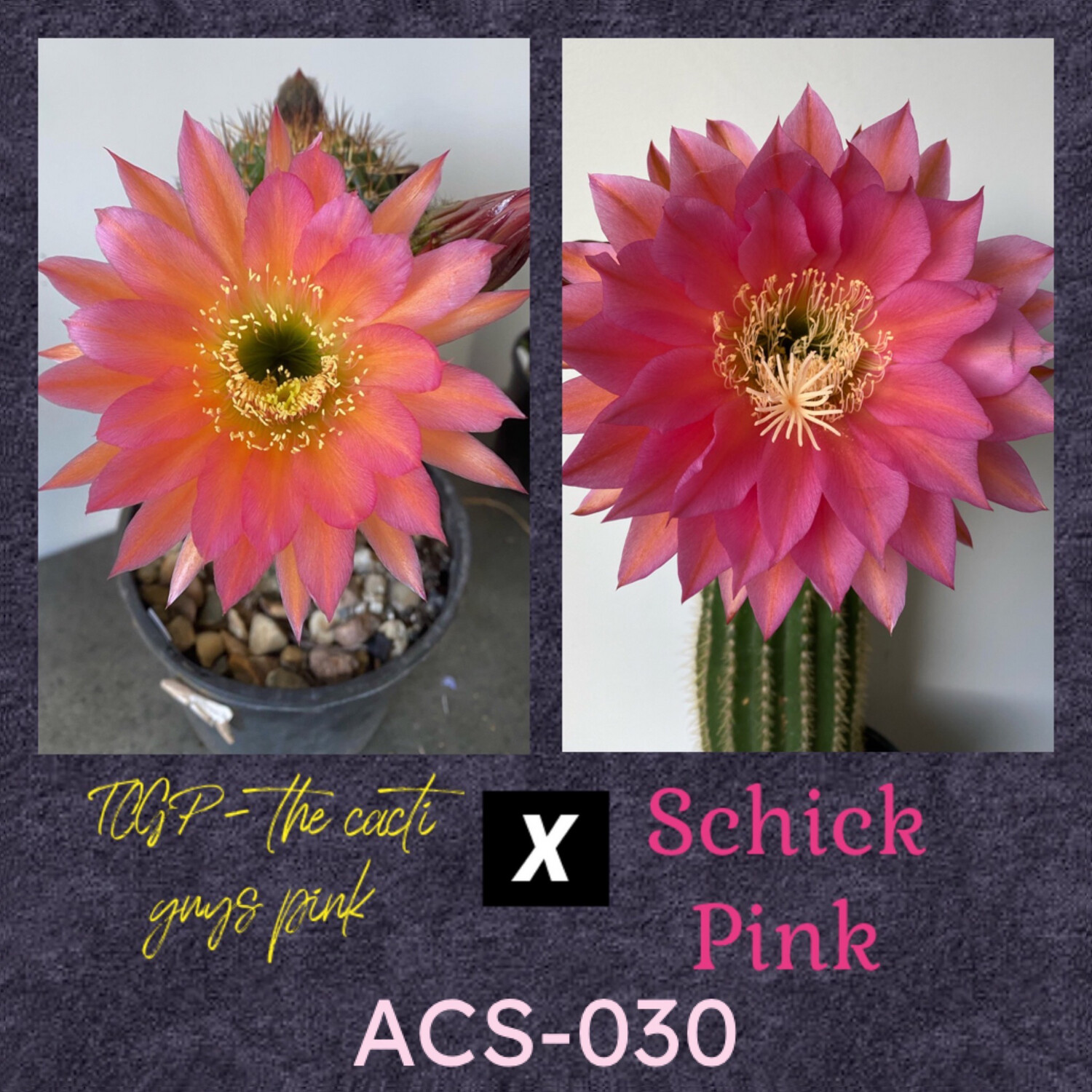 ACS-030: TCGP x Schick Pink