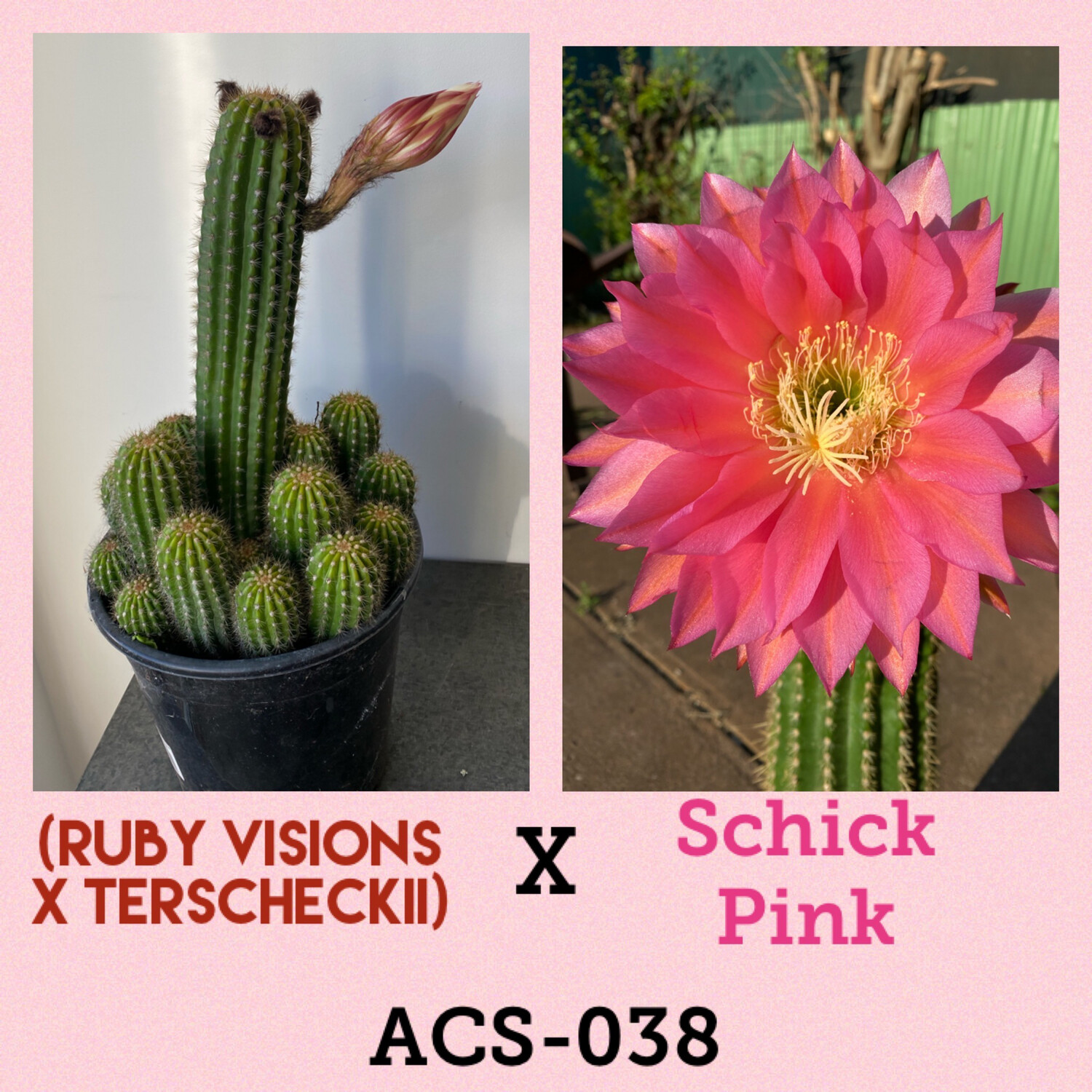 ACS-038: (Ruby Visions x Terscheckii) x Schick Pink