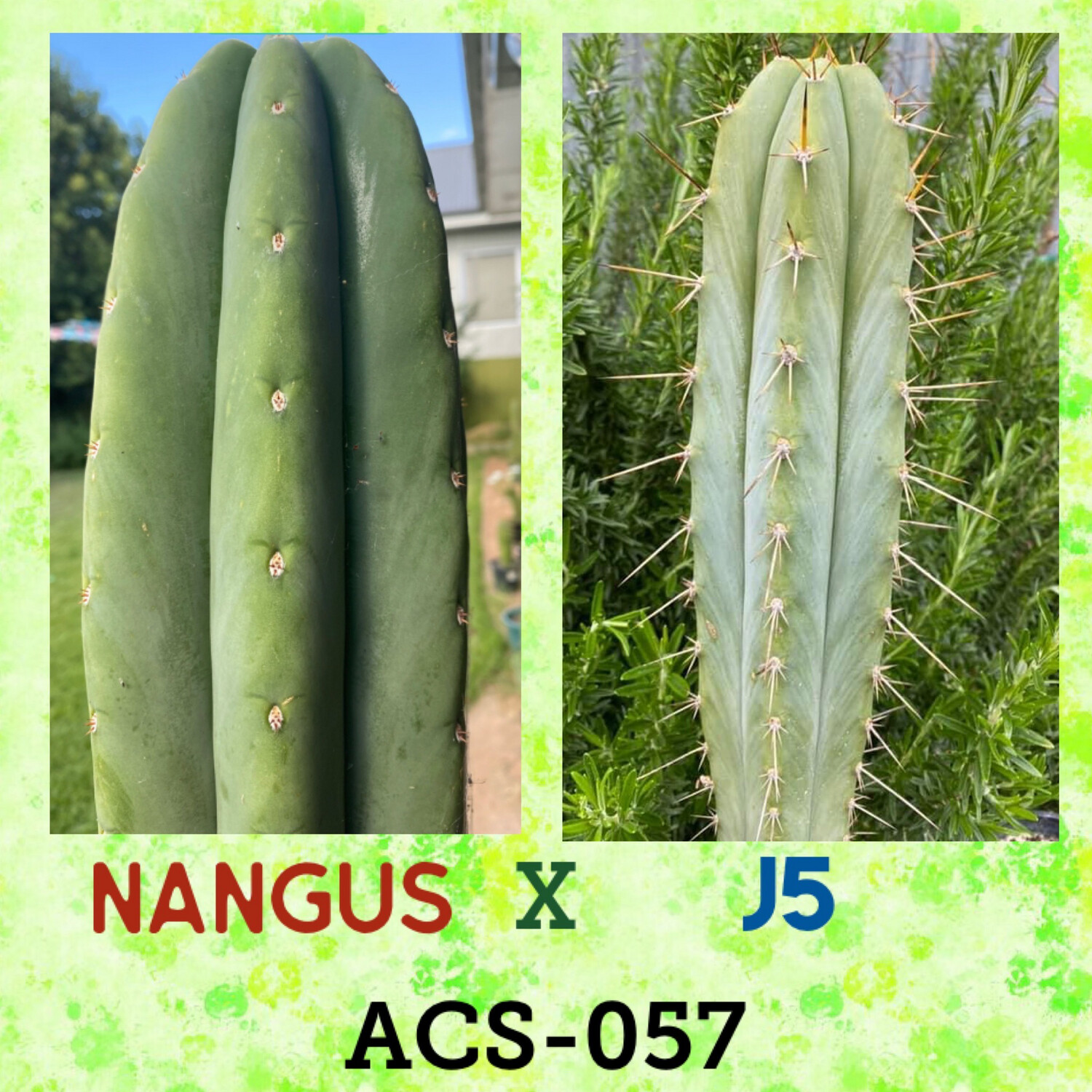 ACS-057: Nangus x J5
