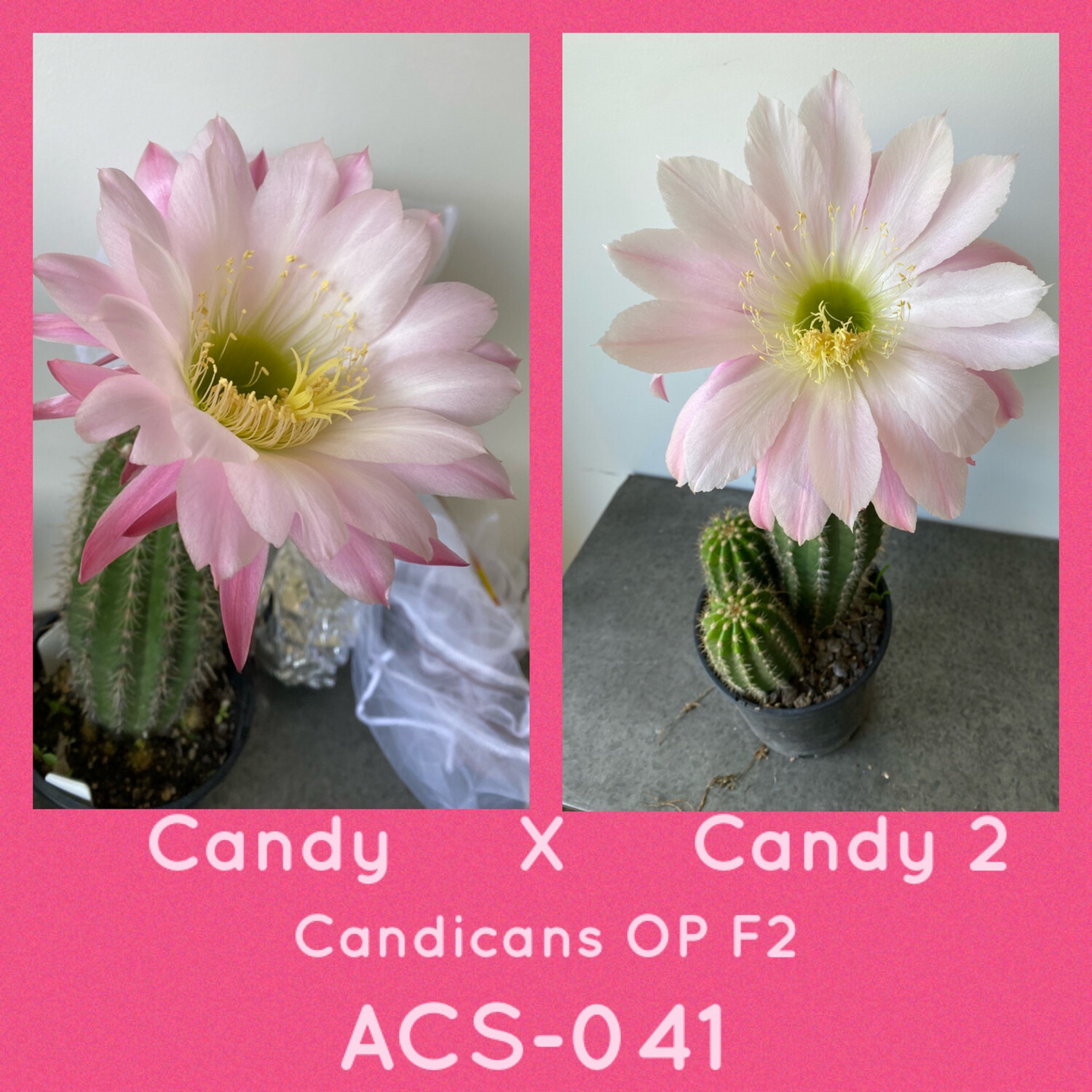 ACS-041: Candy x Candy 2