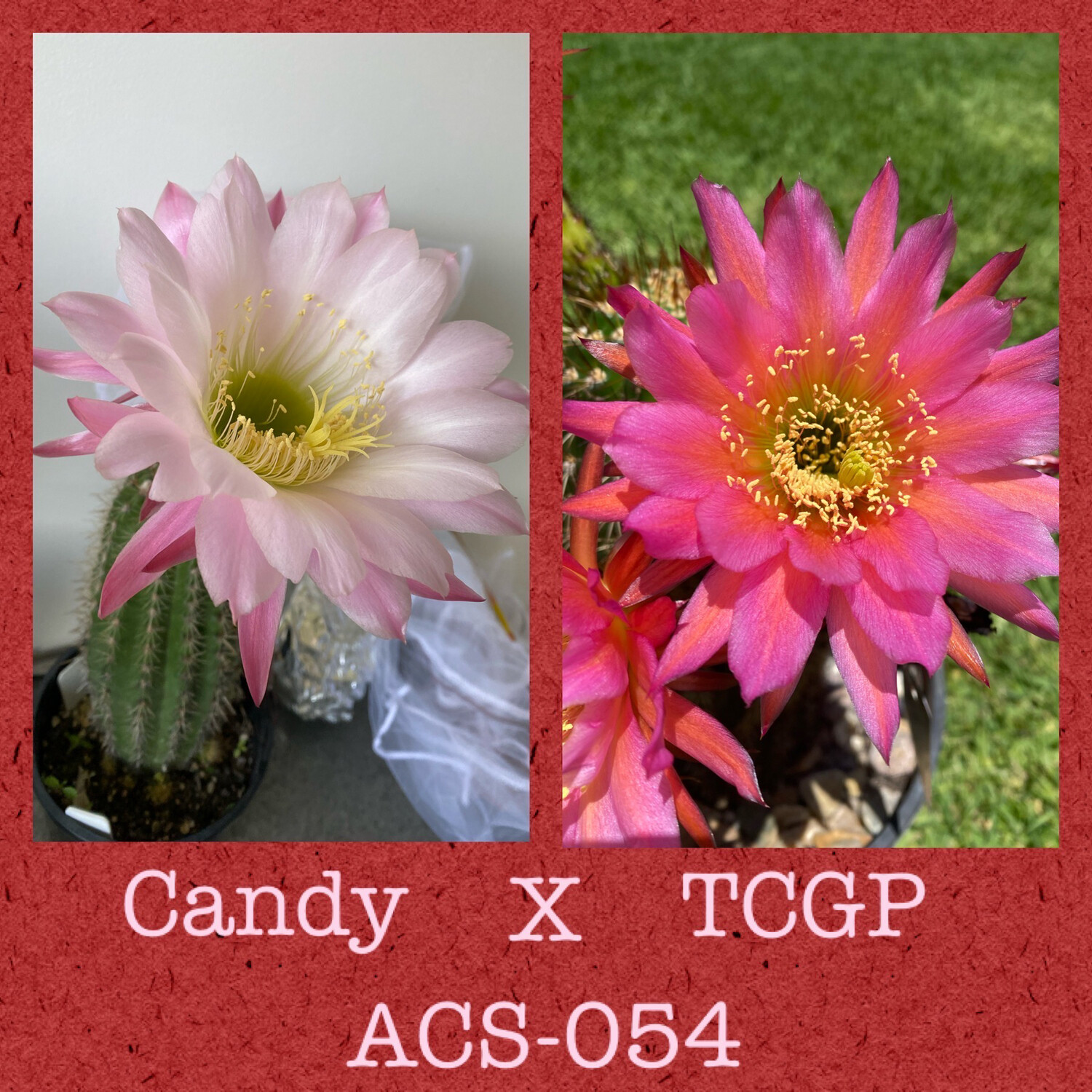 ACS-054: Candy X TCGP