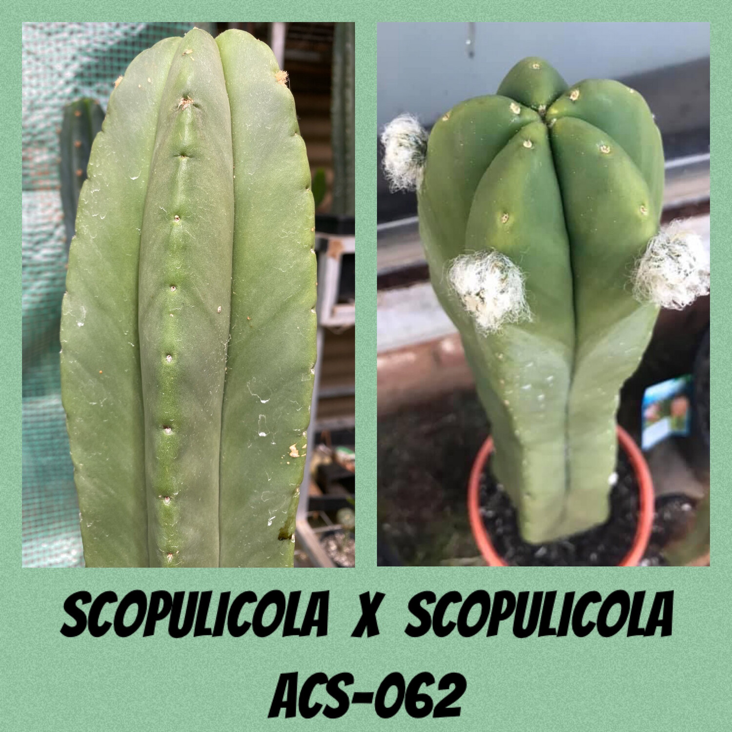 ACS-062: Scopulicola x Scopulicola