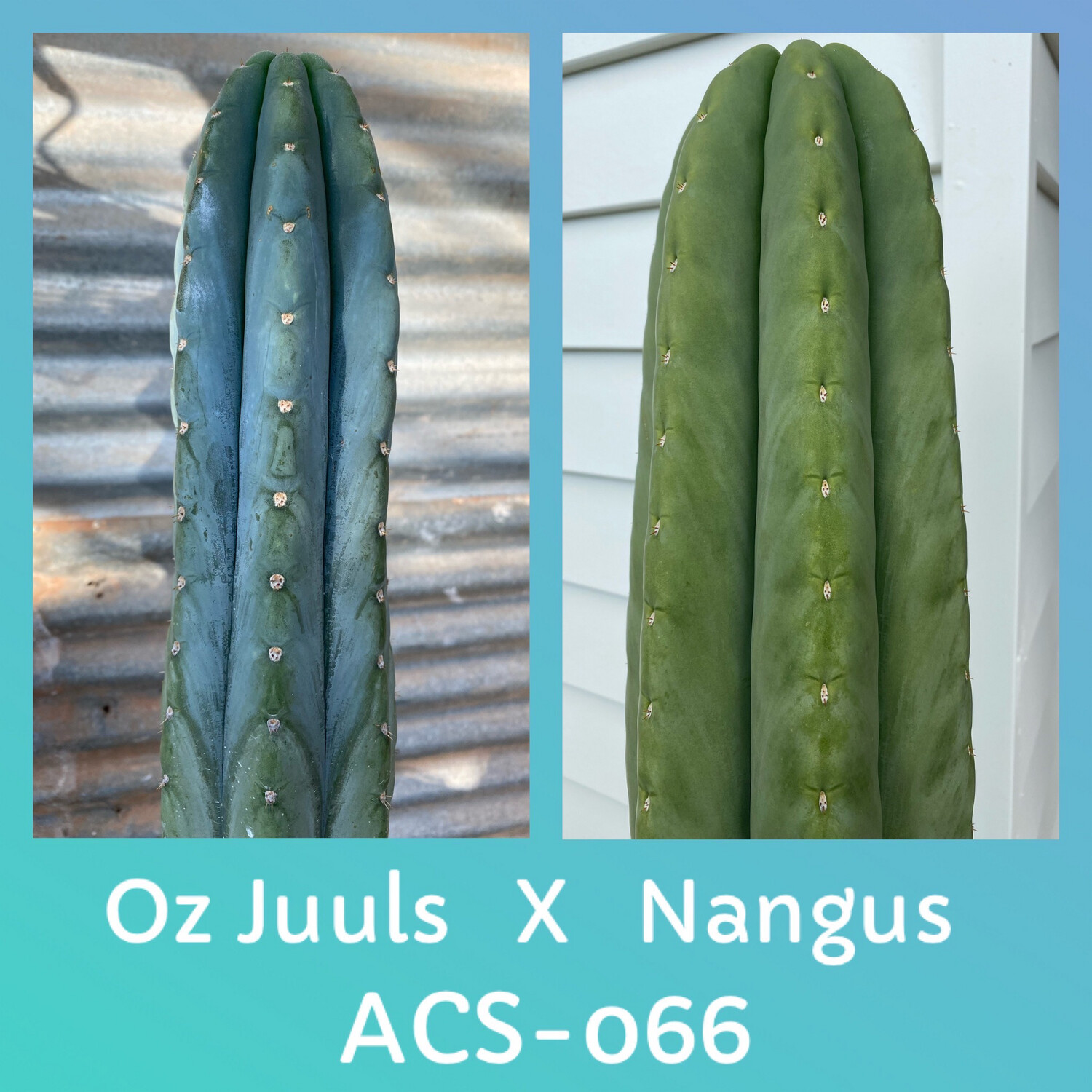 ACS-066: Oz Juuls Pachanoi x Nangus