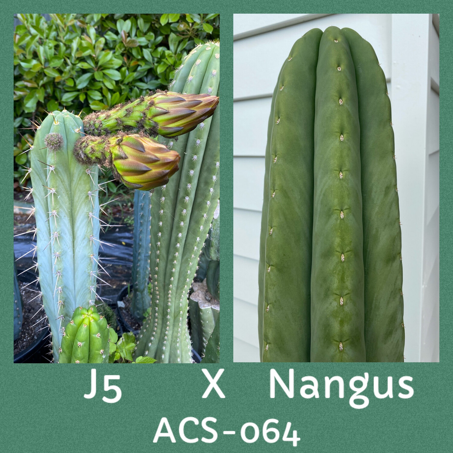 ACS-064: J5 x Nangus