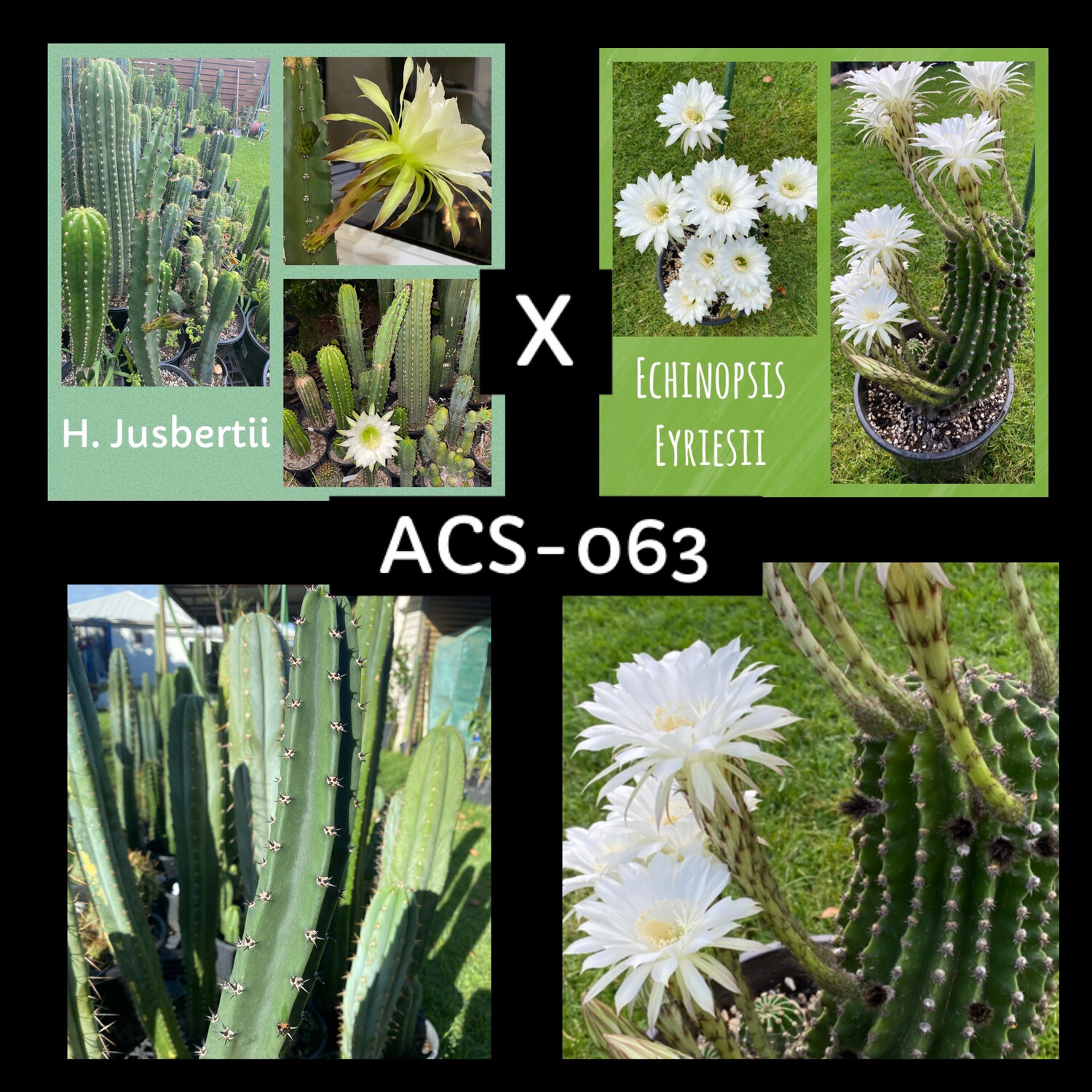 ACS-063: H. Jusbertii x E. Eyriesii