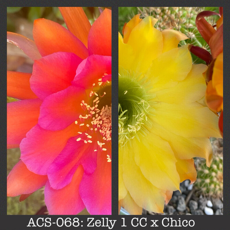 ACS-068: Zelly 1 CC x Chico