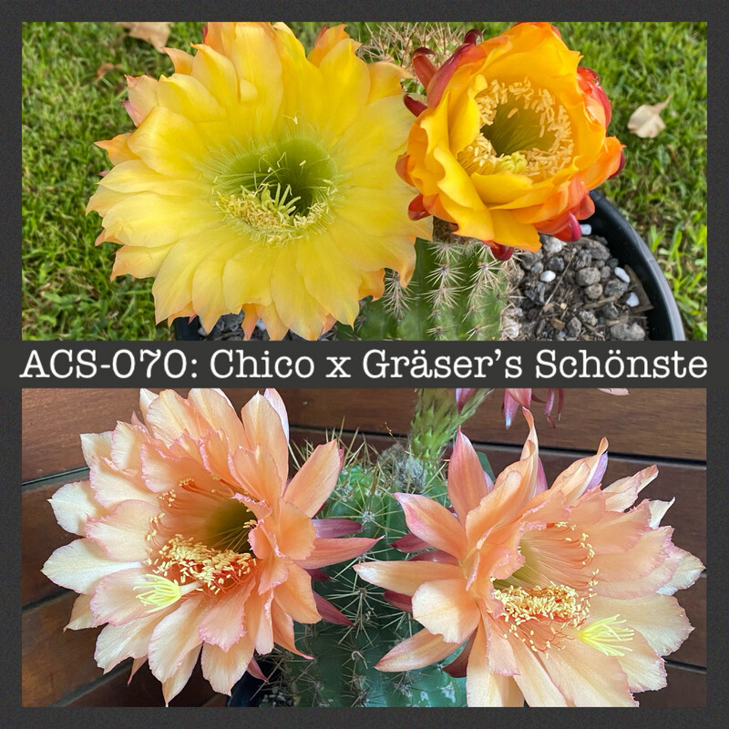 ACS-070: Chico x Gräser’s Schönste