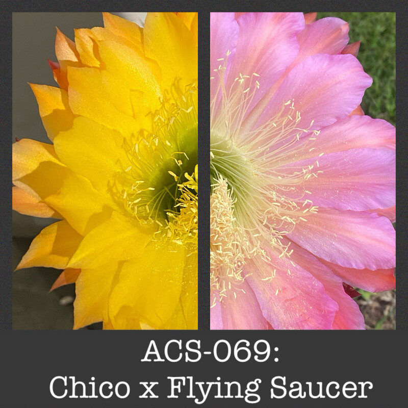 ACS-069: Chico x Flying Saucer