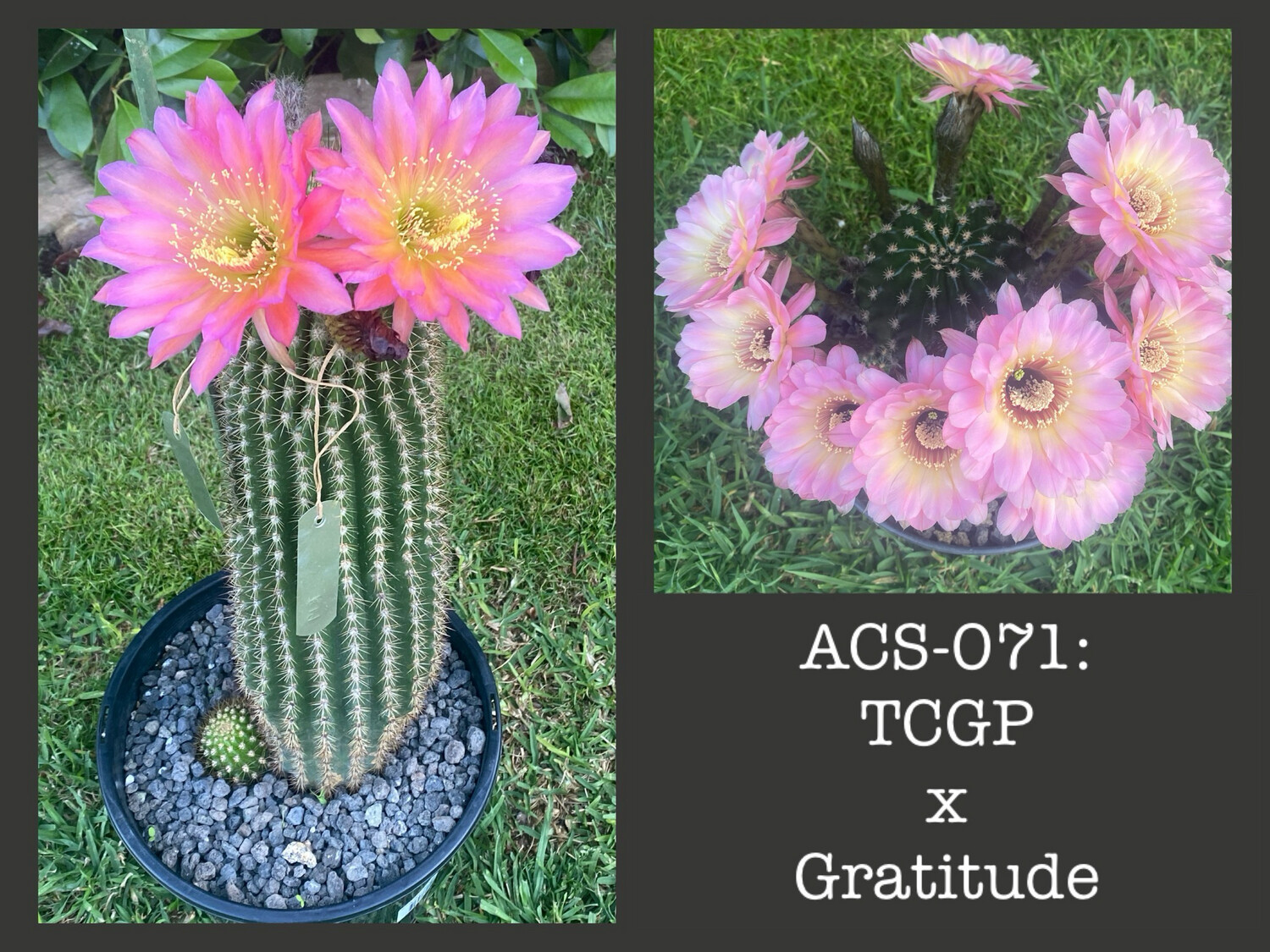 ACS-071: TCGP x Gratitude