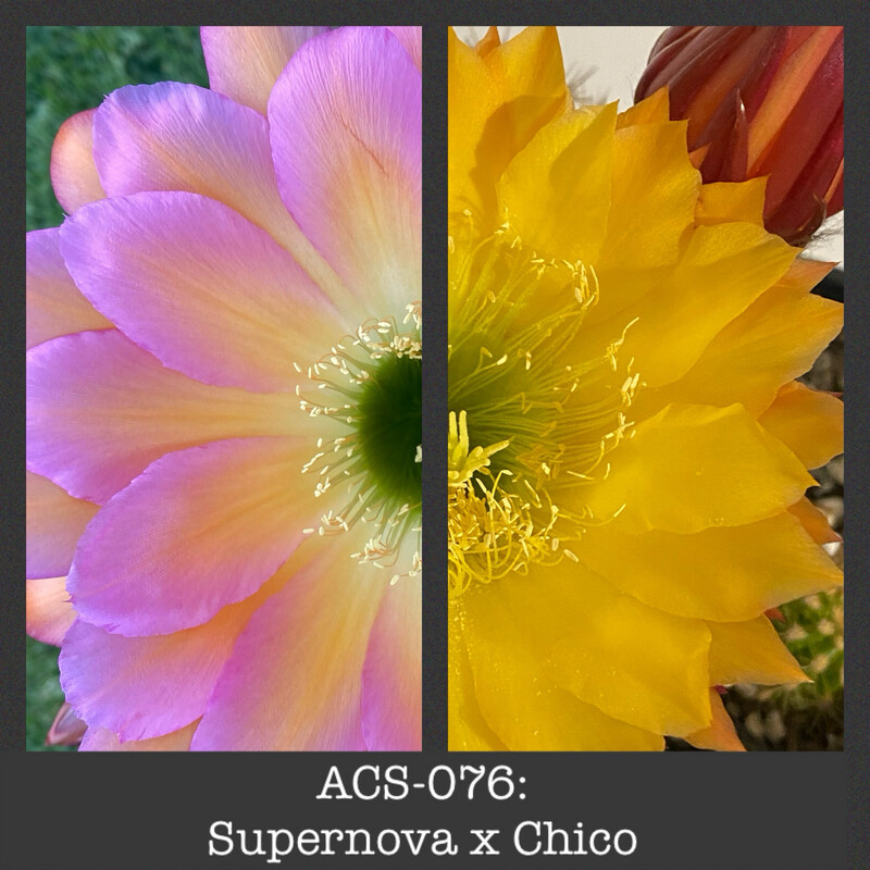 ACS-076: Supernova x Chico