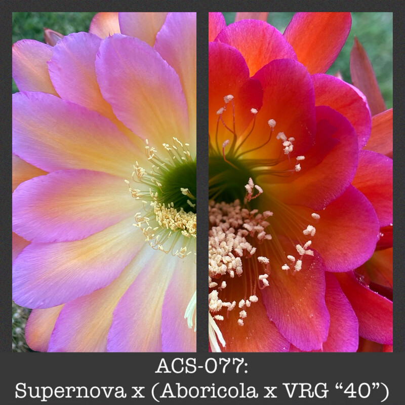 ACS-077: Supernova x (Arboricola X VRG “40”)