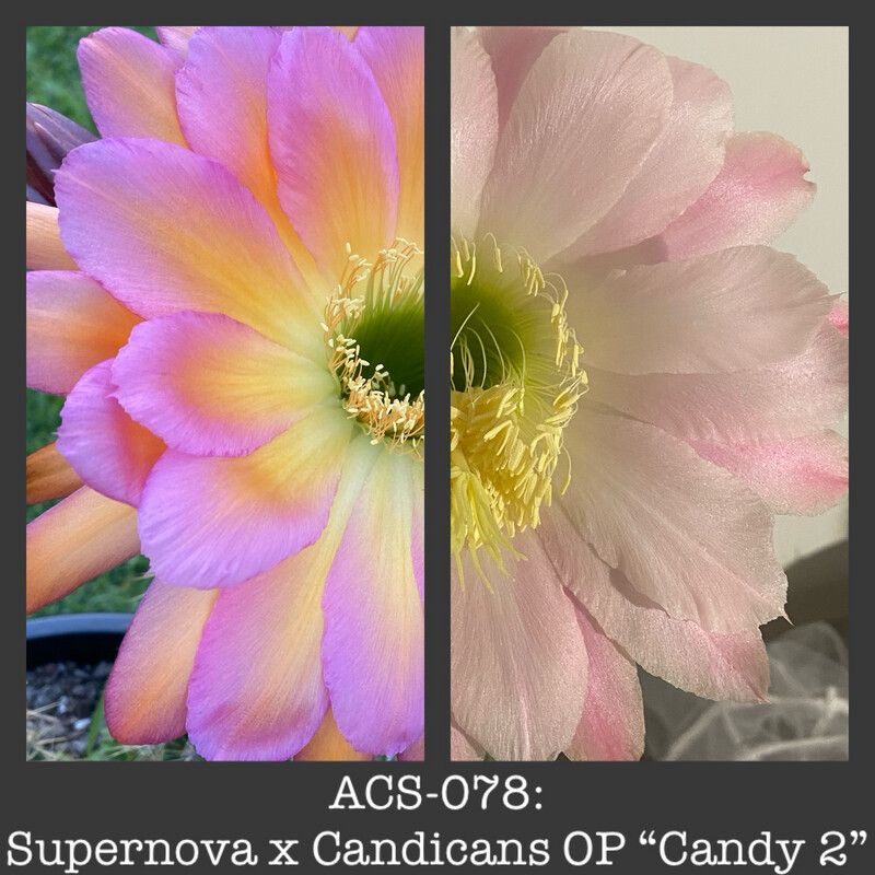 ACS-078: Supernova x Candy 2