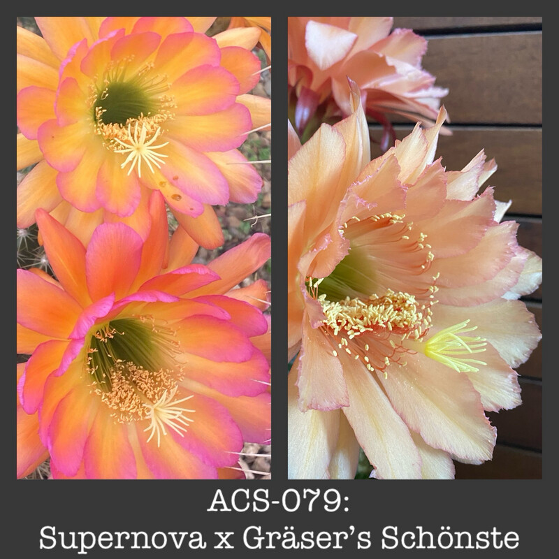 ACS-079: Supernova x Gräser’s Schönste