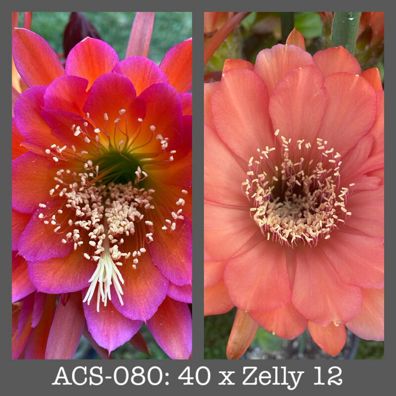 ACS-080: 40 x Zelly 12