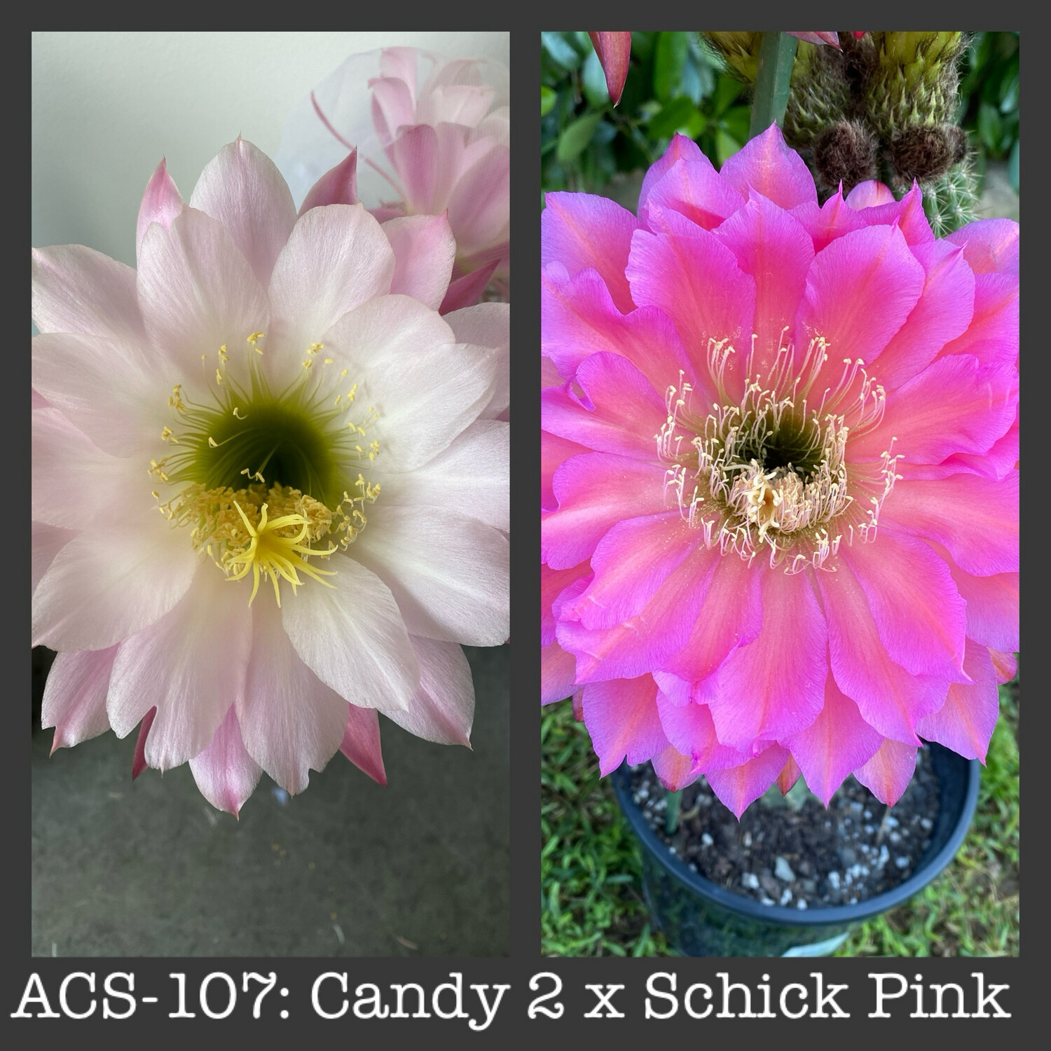 ACS-107: Candy 2 x Schick Pink