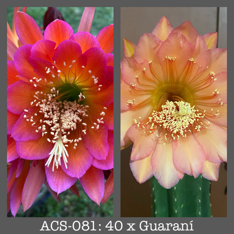 ACS-081: 40 x Guaraní