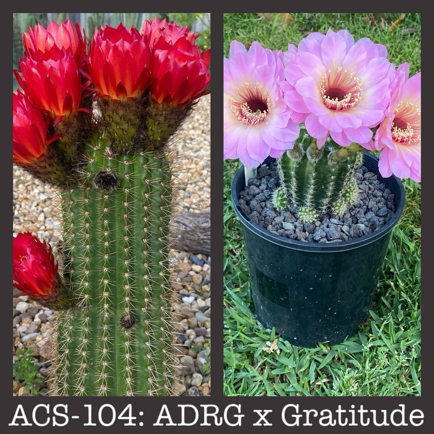ACS-104: ADRG X Gratitude